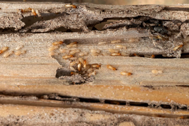 Best Pest Control Near Me  in Greenwood Village, CO